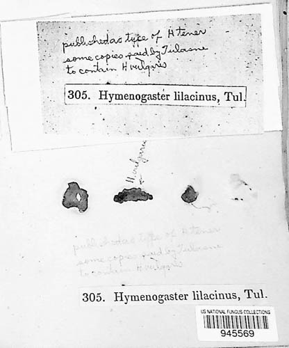 Hymenogaster tener image